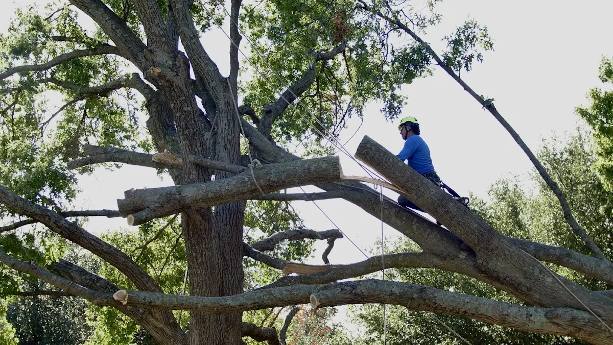 Professional Crown Thinning performed by certified arborists in Portola Valley