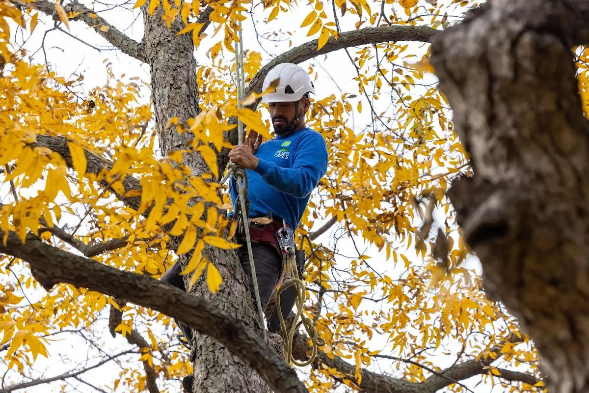 Skilled Tree Pruning crew working in Portola Valley
